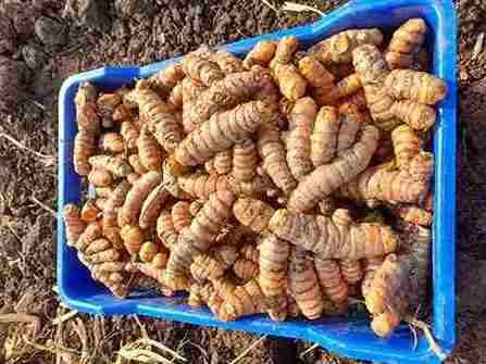 Fresh Turmeric